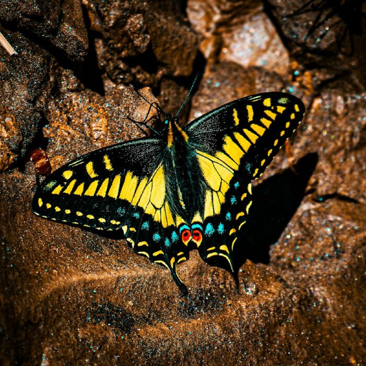 Male swallowtail butterflies have eyes on their [male genital] so they can position themselves correctly when mating.