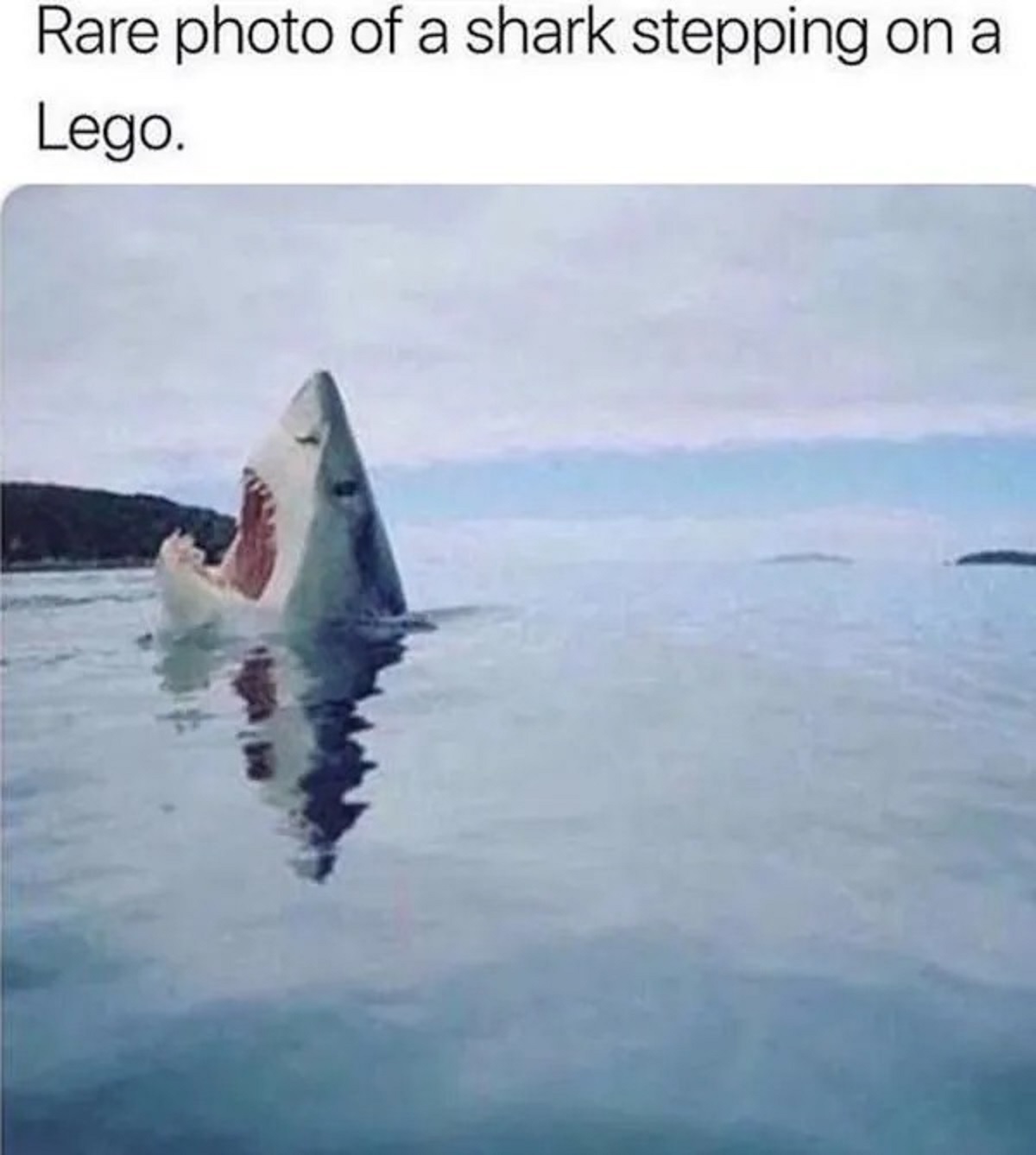 water - Rare photo of a shark stepping on a Lego.