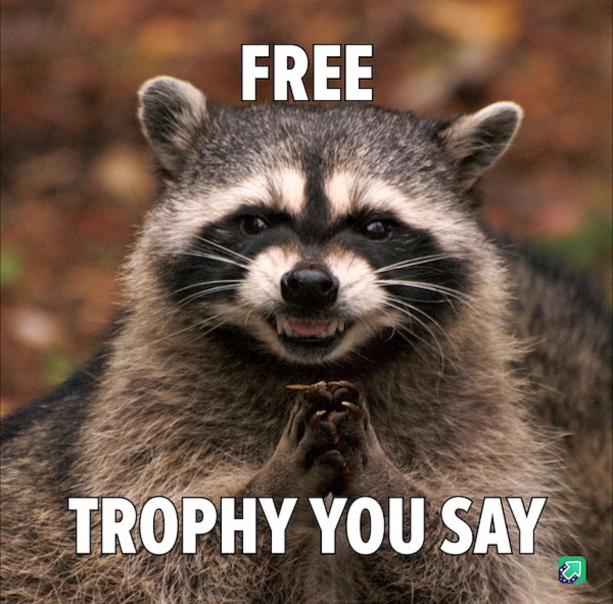 raccoon - Free Trophy You Say