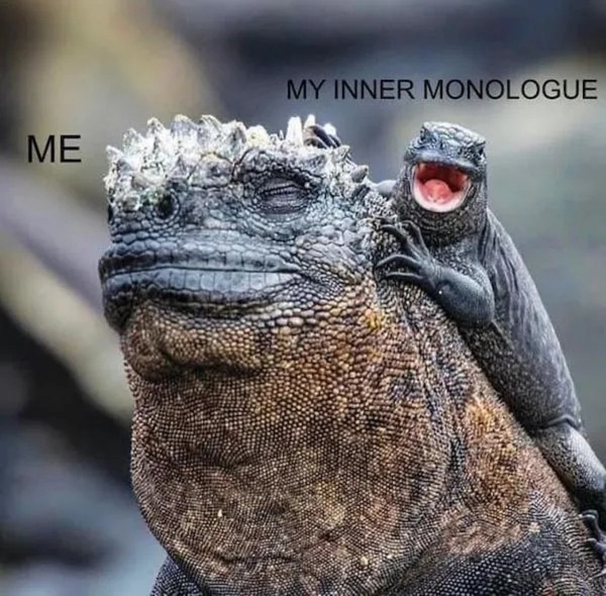 iguana cute - Me My Inner Monologue
