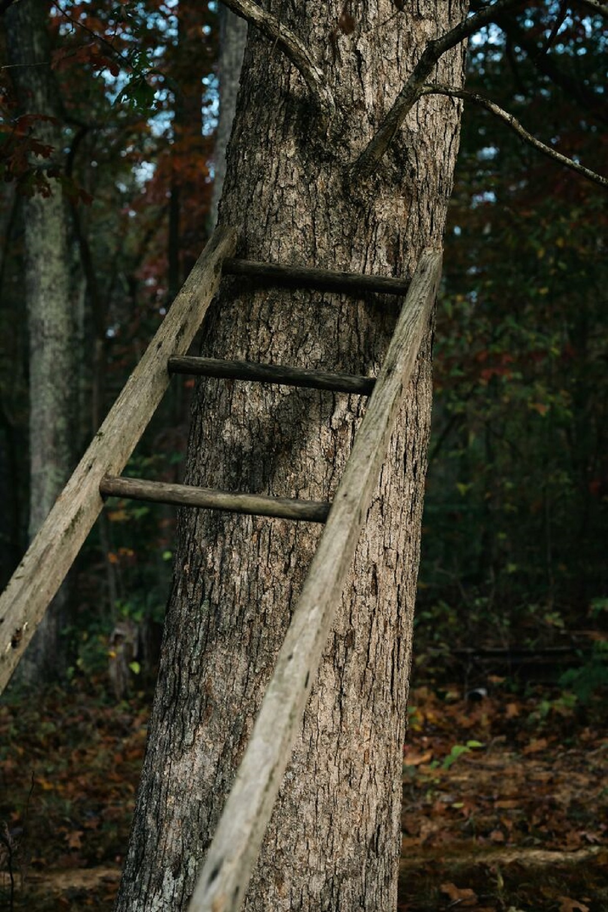 Trim tree limbs on a ladder. When you cut that branch down, it will fall and it may fall on you.