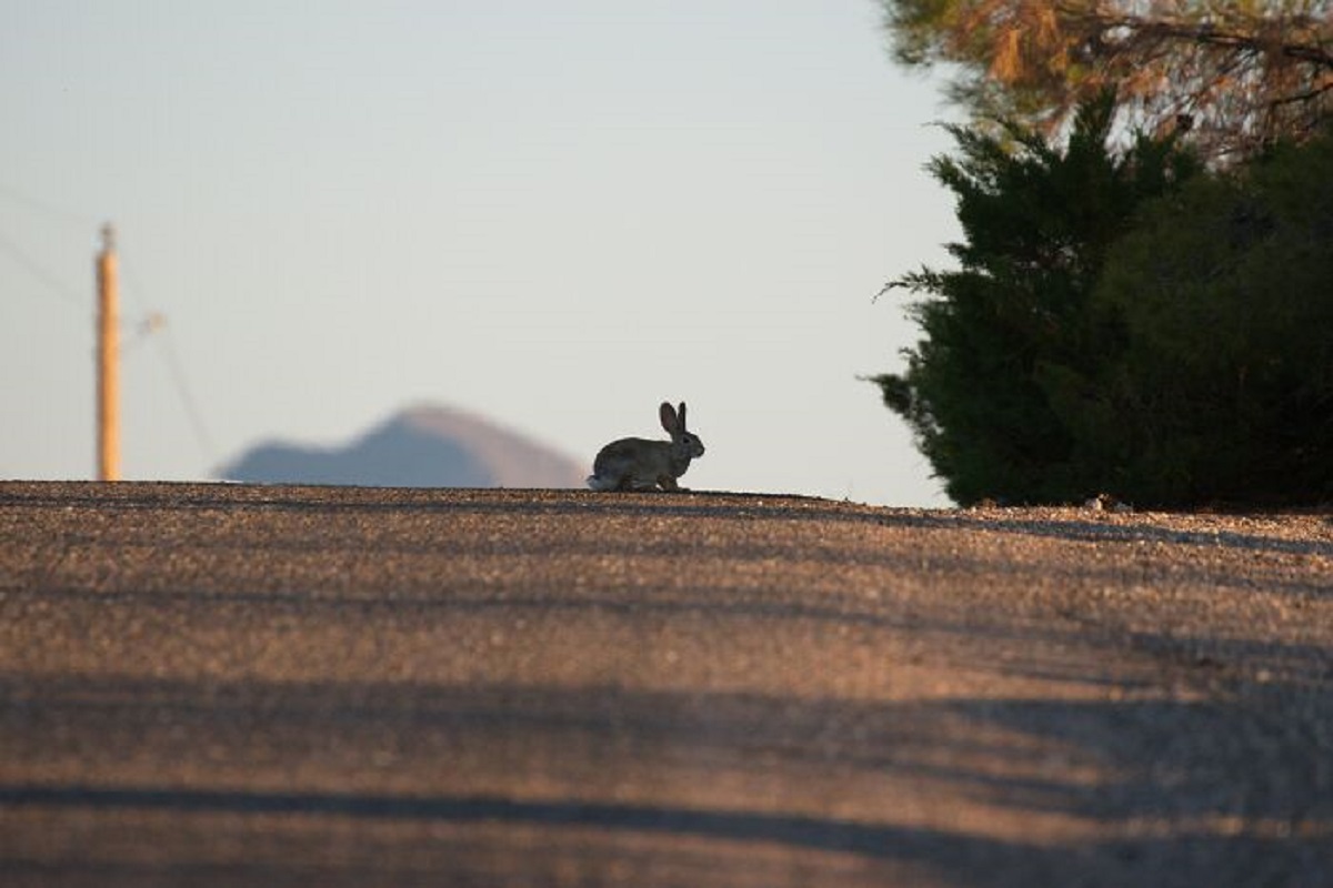 If I'm driving down the road, and a cute little bunny bounces in front of my car, guess what? I'm going to run over the bunny. Never veer off the road trying to dart around an animal.