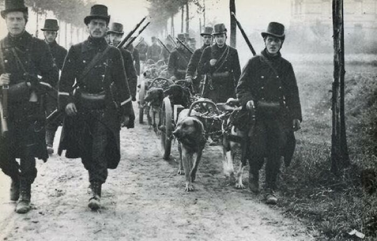 Belgian Carabiniers with their advanced head gear and war dogs walking towards battle 1914.