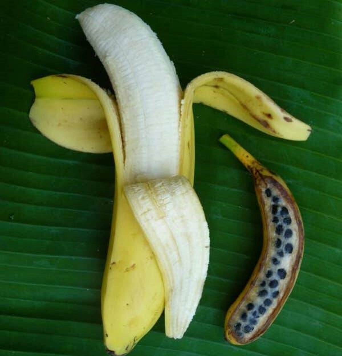 parthenocarpic banana