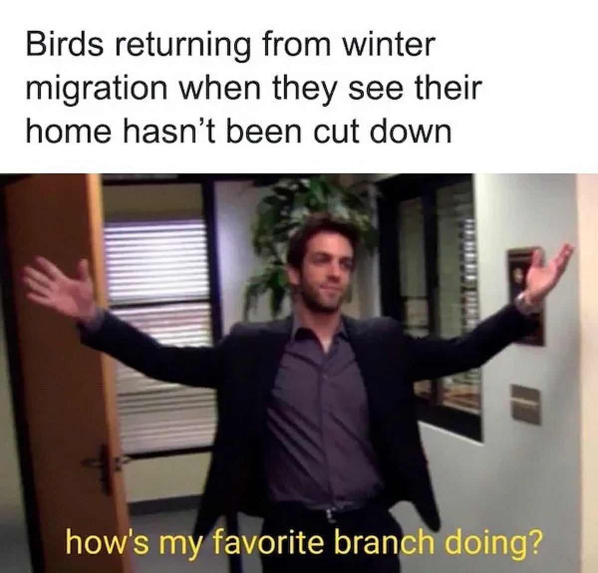 photo caption - Birds returning from winter migration when they see their home hasn't been cut down how's my favorite branch doing?