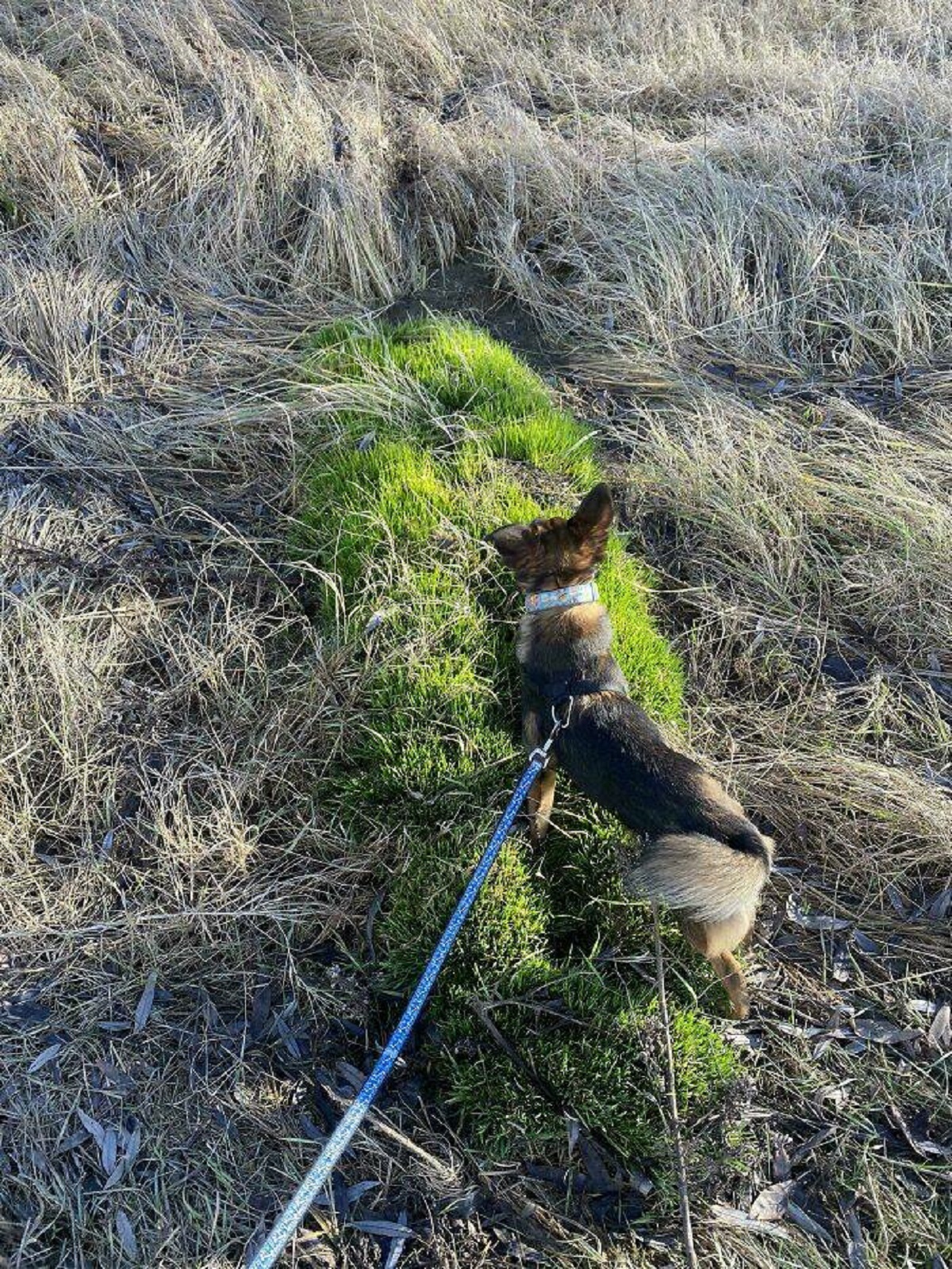 "Human-Shaped Grass Patch Where Everything Else Dried Out"