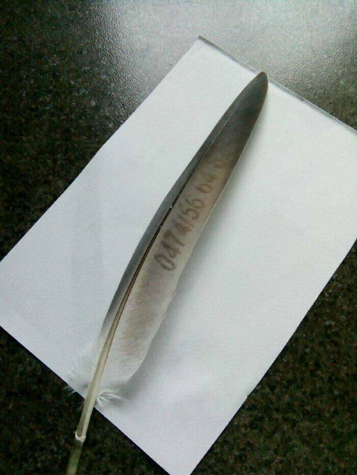 "My Parents Found A Feather With A Telephone Number On It"