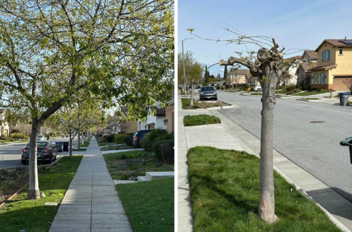 “How my neighbors ‘prune’ the city owned street trees outside their houses…”