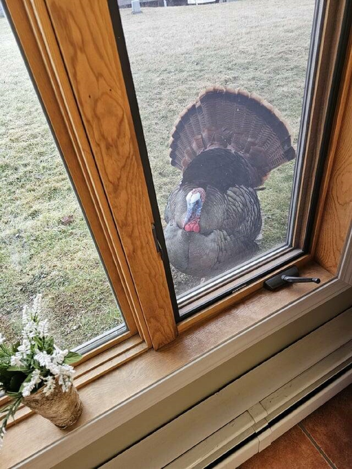 "My local Body Shop has a resident Turkey. His name is "Gobbles""