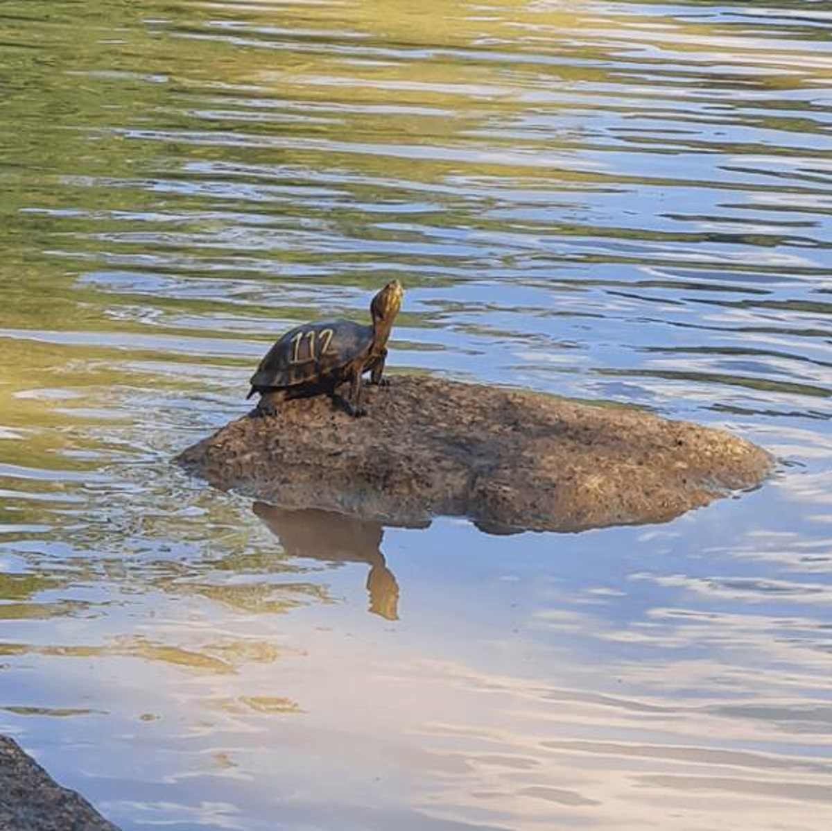 "This turtle has a number on it's shell"