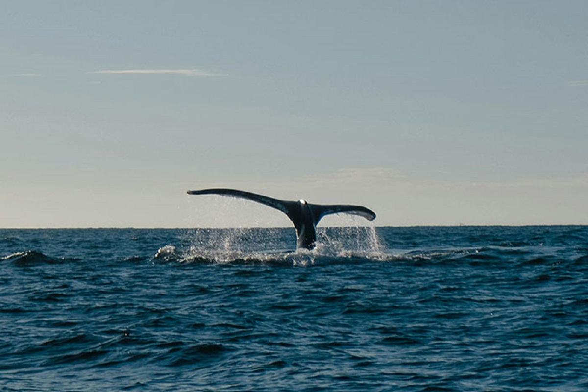 All whales eventually lose the energy to surface for oxygen, so they basically just sink and drown.