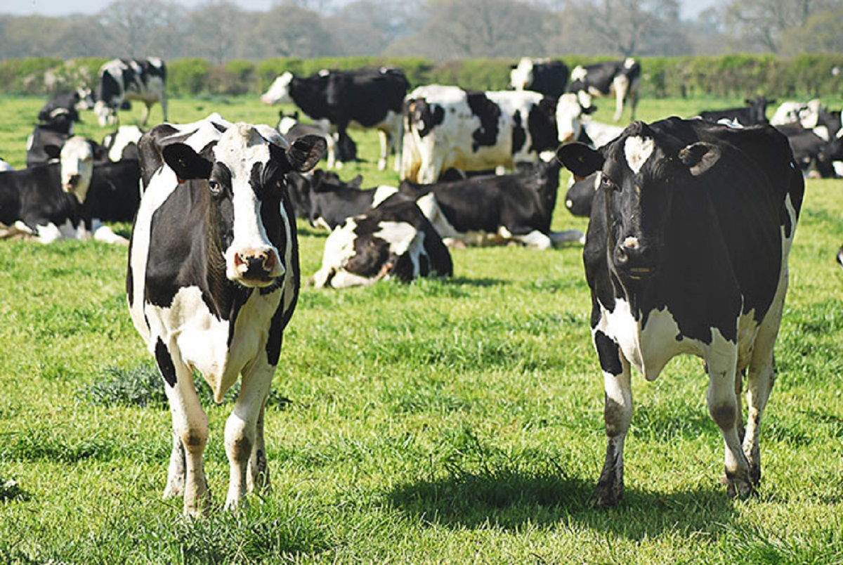 Cows don’t convert grass directly into protein. They have enormous colonies of bacteria in their stomachs that have population explosions when they eat grass, live, breed, die, and then the cows digest *them* into protein.