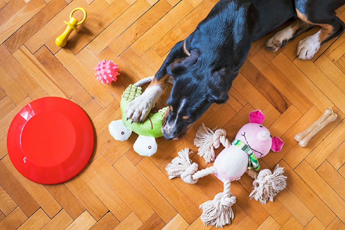 Dogs like squeaky toys because it sounds like prey that's frightened or injured.