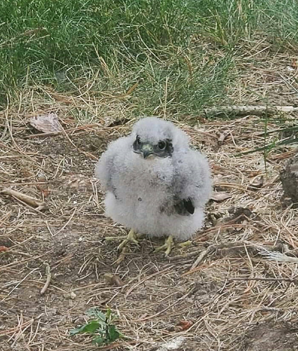 "Found In The Backyard: A Rare And Endangered Peregrine Falcon - The Fastest Bird On The Continent (The Wildlife Commission Reunited Him With His Family)"