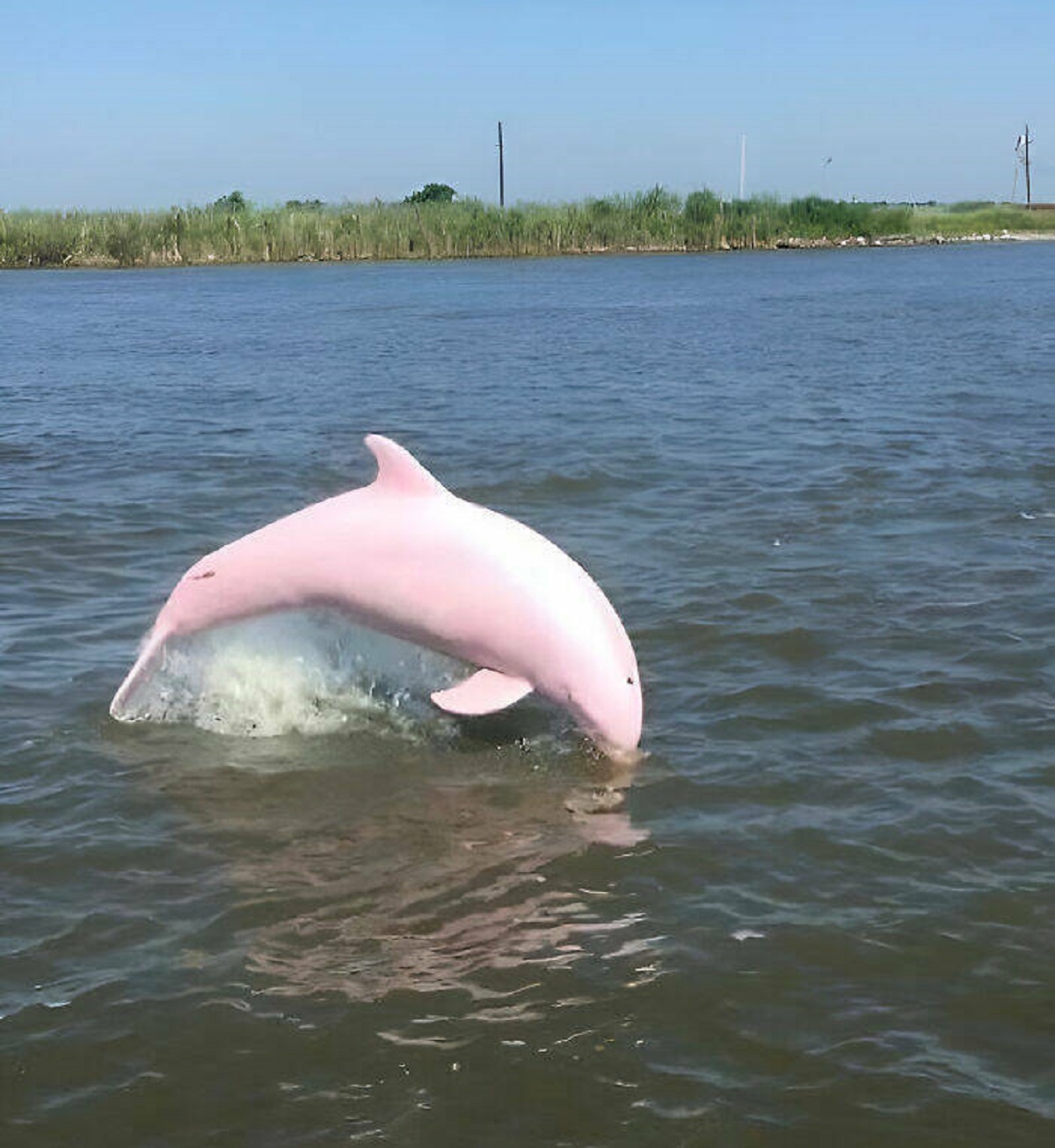 "Buddy Of Mine Spotted This Dolphin In Lake Calcasieu, Louisiana"