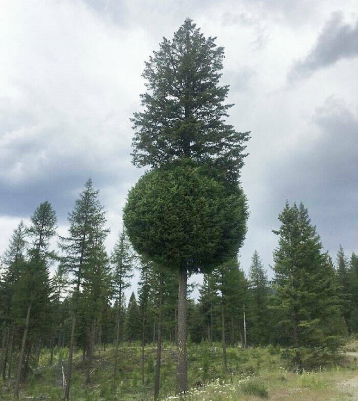 shortleaf black spruce