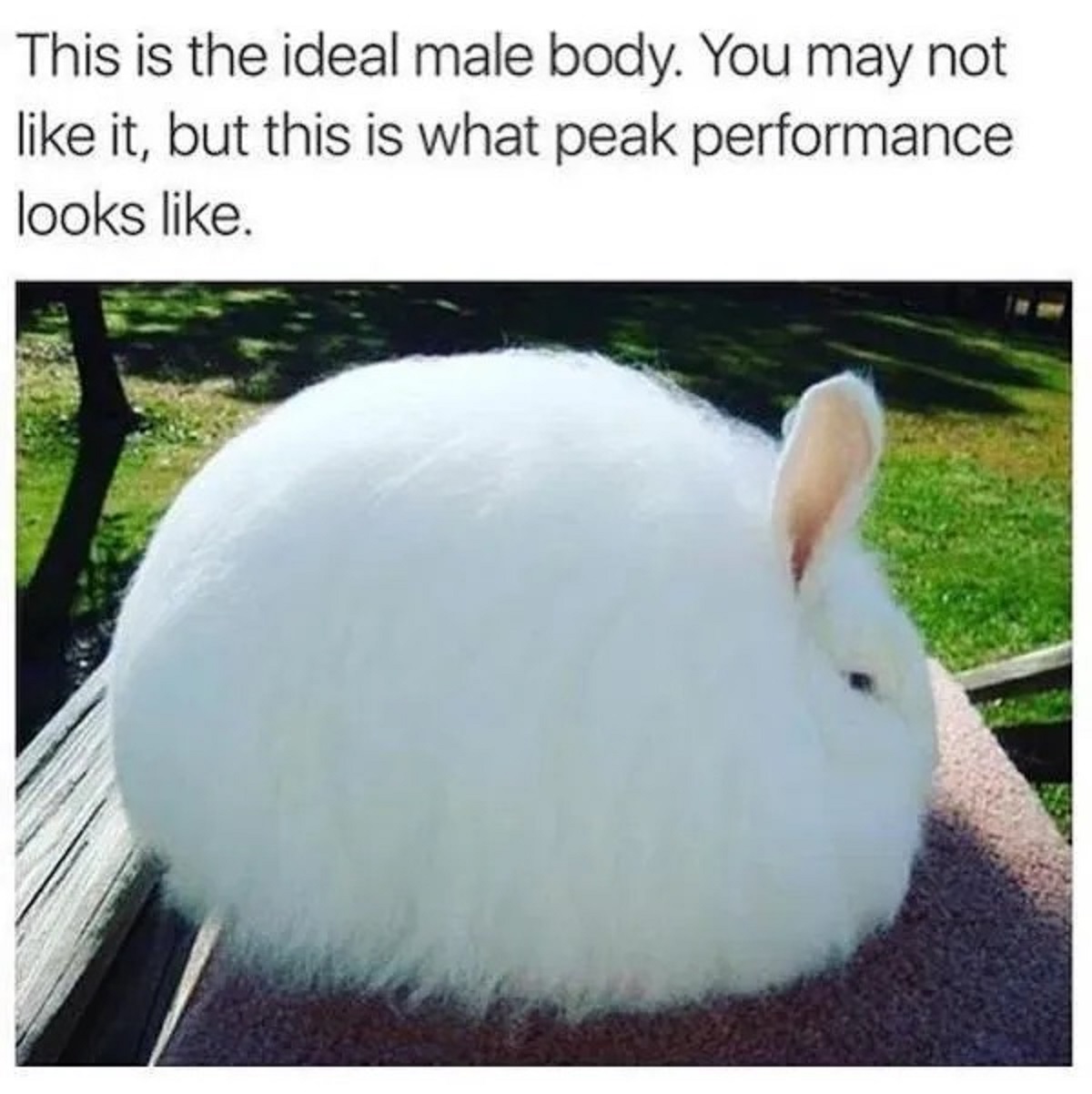ideal male body bunny - This is the ideal male body. You may not it, but this is what peak performance looks .