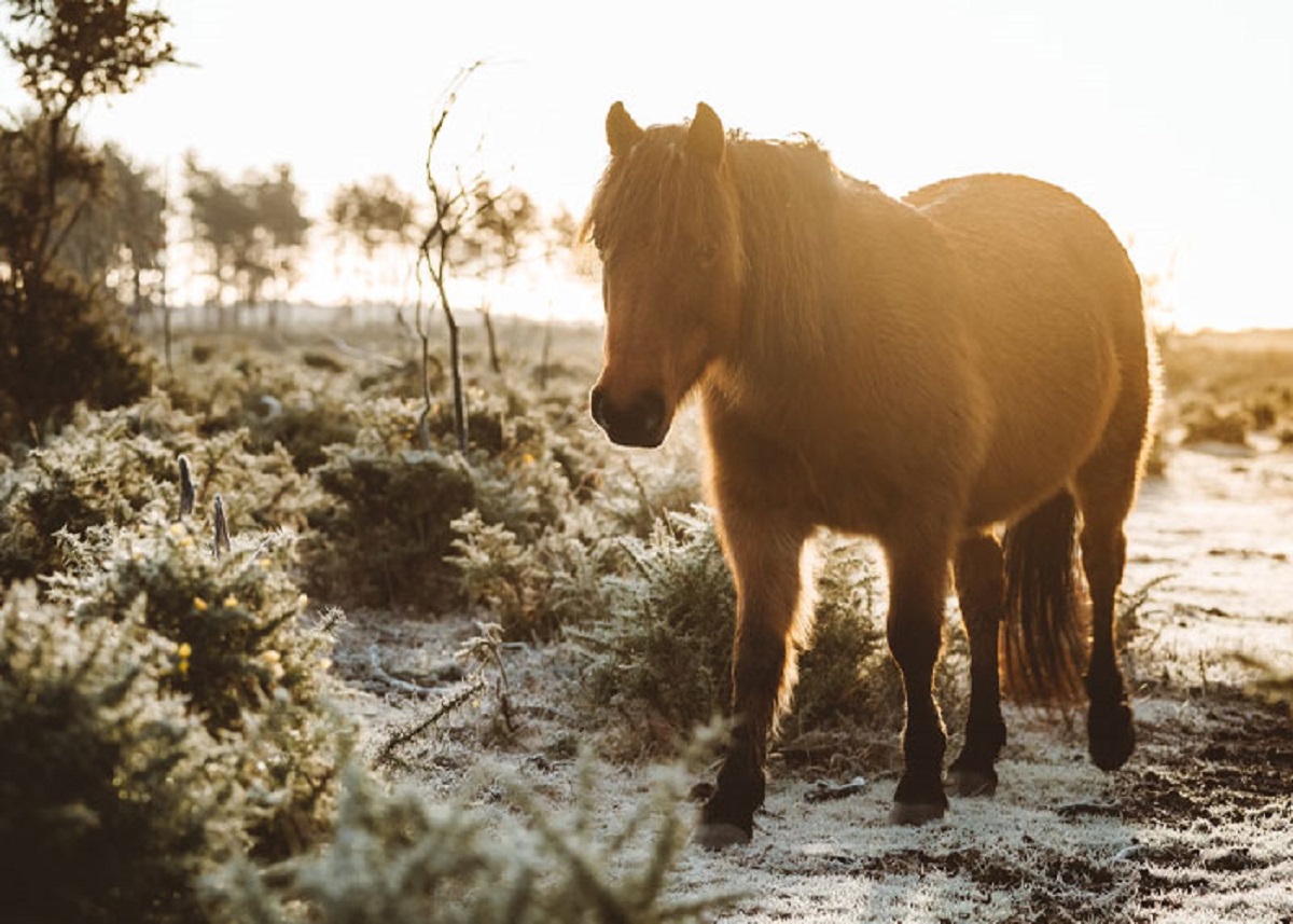 Ponies are not baby horses. They are just small horses.