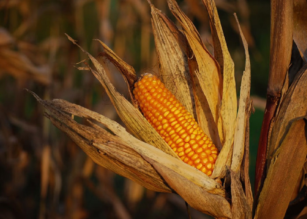 Corn kernels are the seeds.

Wanted to grow corn for fall last year, bought a pack of corn seeds only to realize the kernels from the cob were the seeds... felt pretty dumb just realizing this at 33 years old.