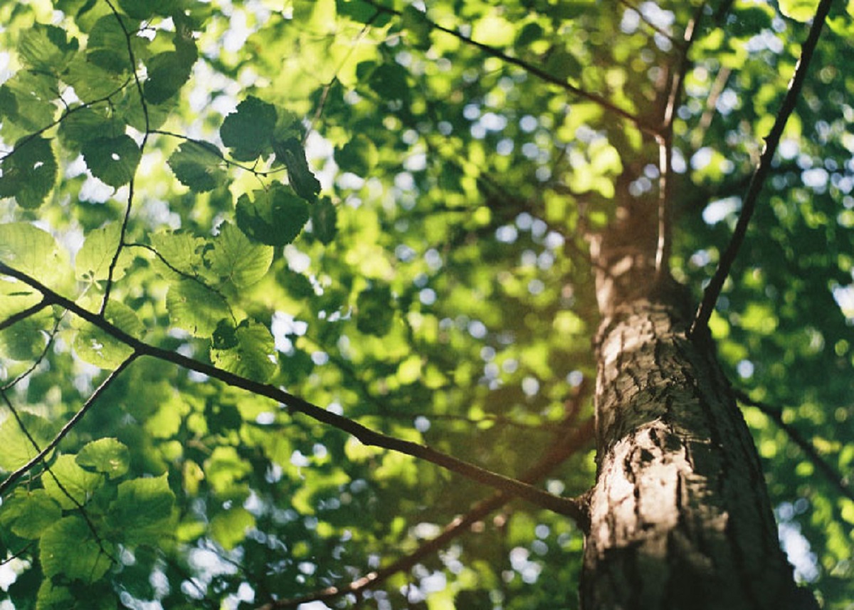 That “evergreen” trees/plants are forever green, as in they don’t lose their leaves in the winter. Never broke down the word “ever-green”