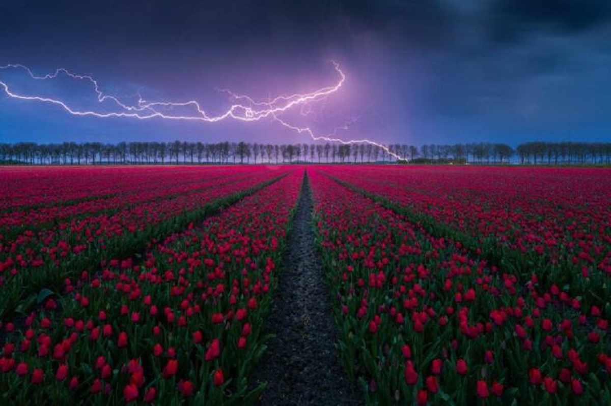thunderstorm over flower field