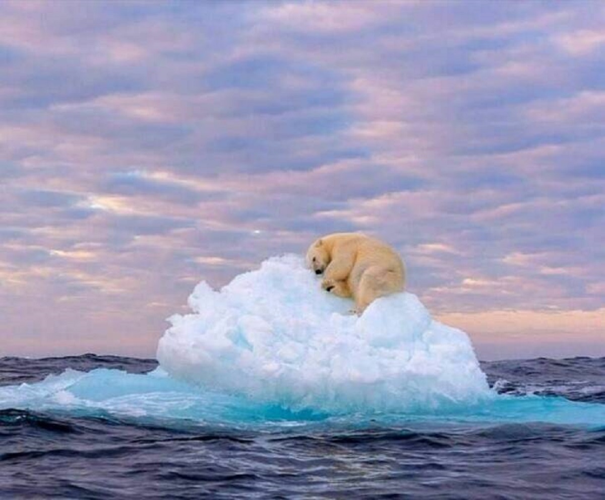 marek jackowski image of a napping polar bear curled up on an iceberg