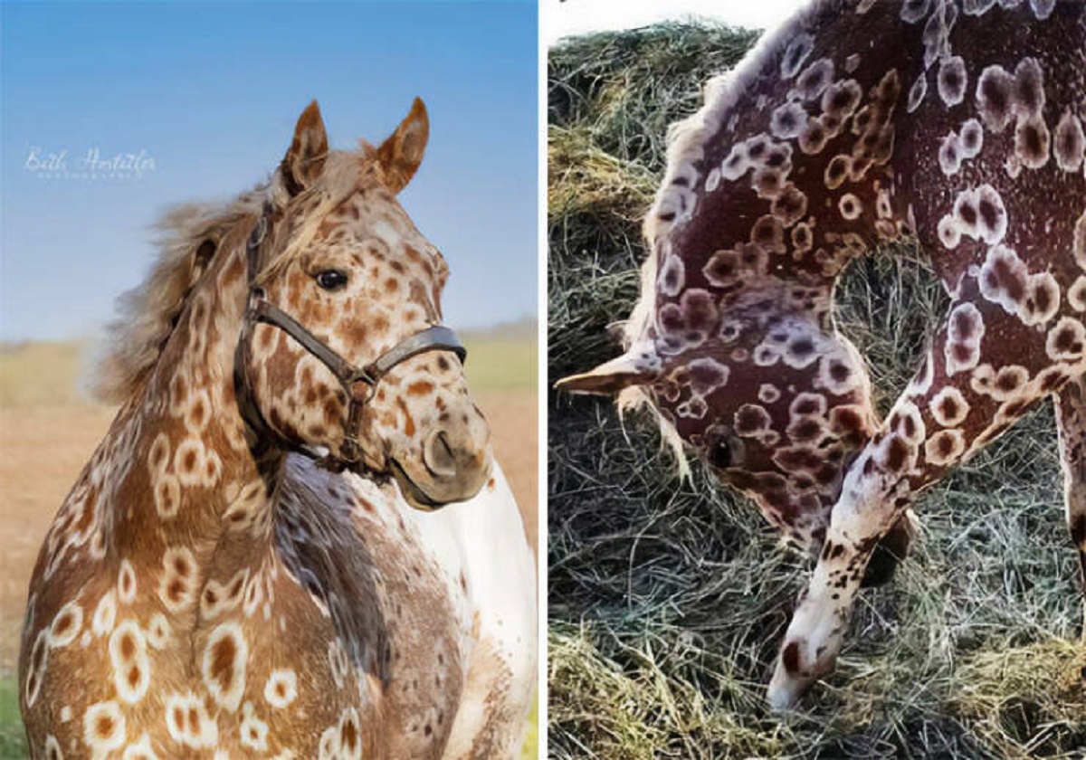 "This Beauty Is A Sorrel Peacock Leopard Appaloosa, Owned By Gws Appaloosas. His Ancestors Were Owned By Nez Perce Indians"