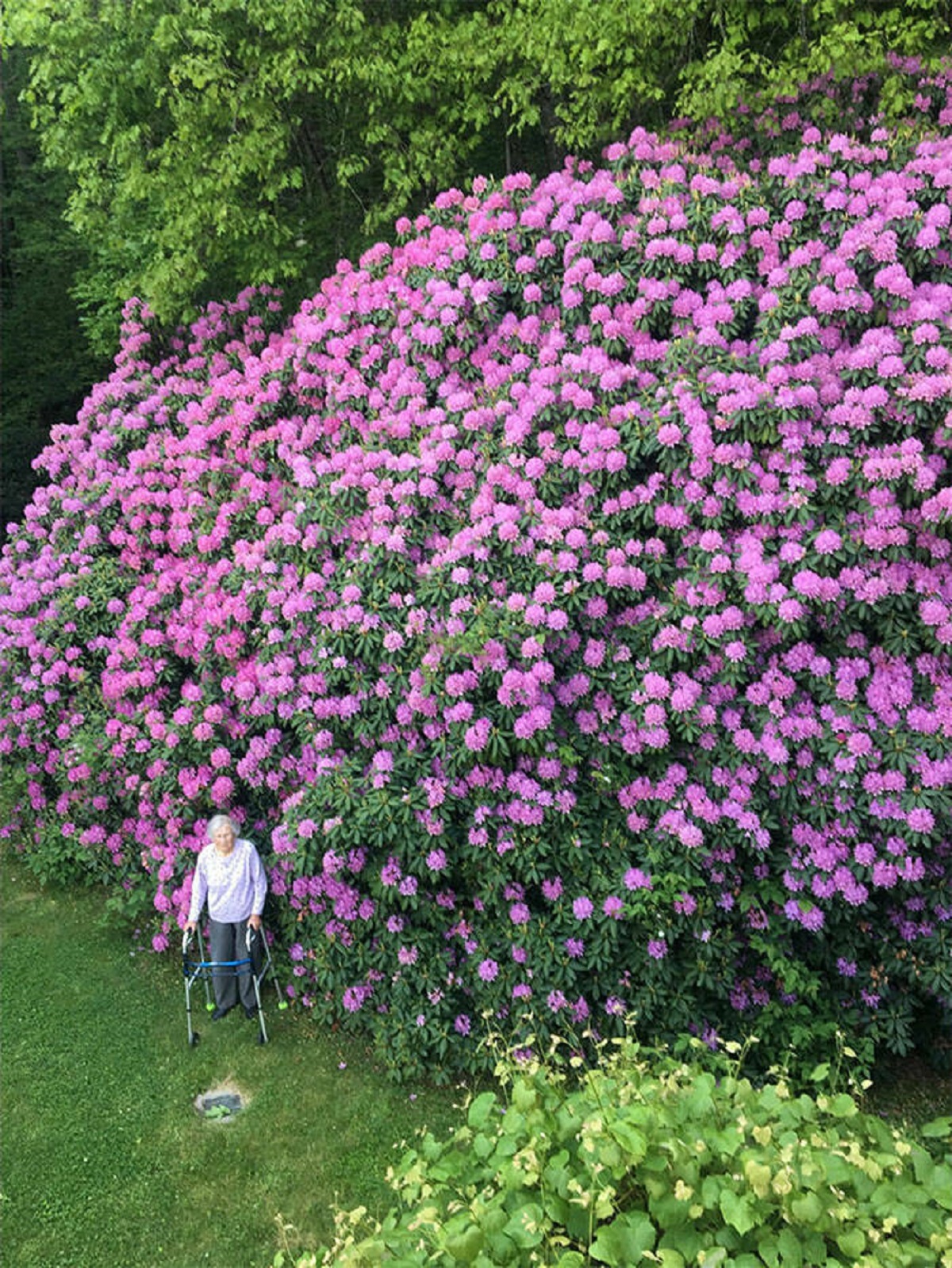 "Here Is 100 Year Old Rhododendron And The Woman Who Planted It"