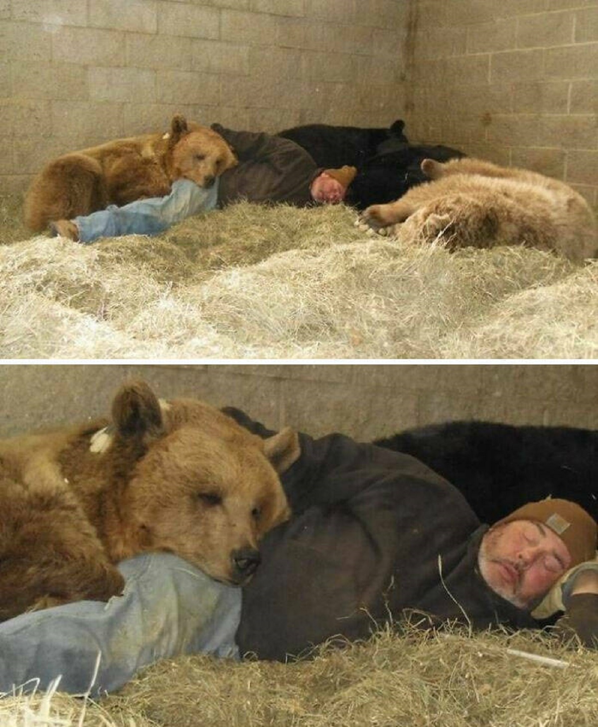 "Sleeping With Your Best Buddies – What Could Go Wrong? Jim Kowalczik, The Founder Of This Bear Orphanage, Takes Care Of The Rescued Bears Day By Day. He Feeds Them, Bathes Them, Plays With Them, And Sometimes They Even Take A Nap Together, As You Can See"