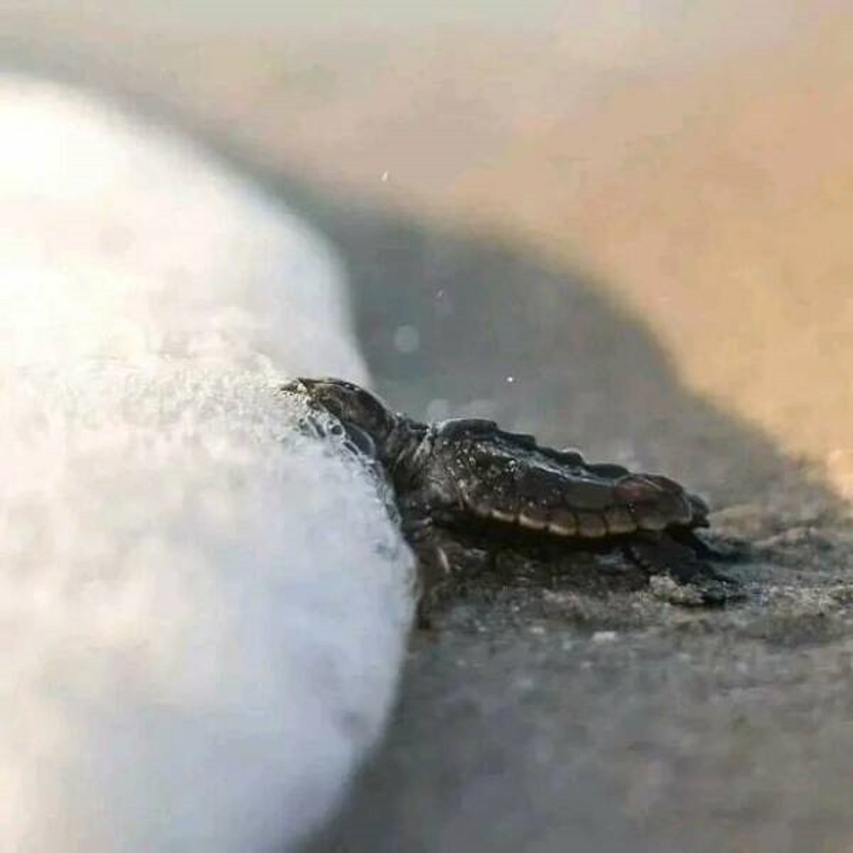 "A Newborn Turtle Touches The Sea For The First Time"