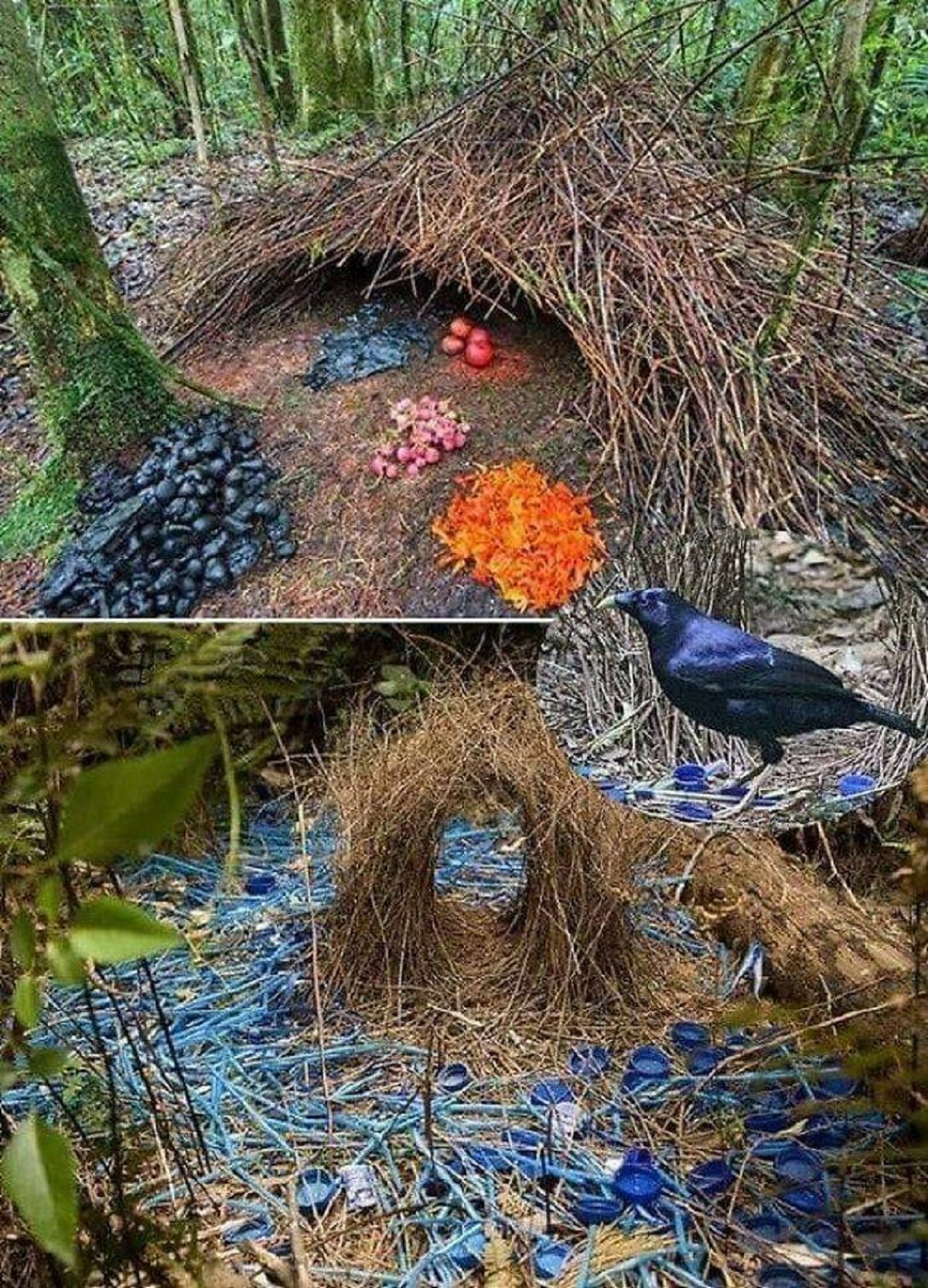 "Bowerbirds Create Elaborate Structures To Attract Potential Mates By Placing Different Bright Objects They Collect In And Around A Bower, Spending Many Hours Meticulously Arranging The Collection"