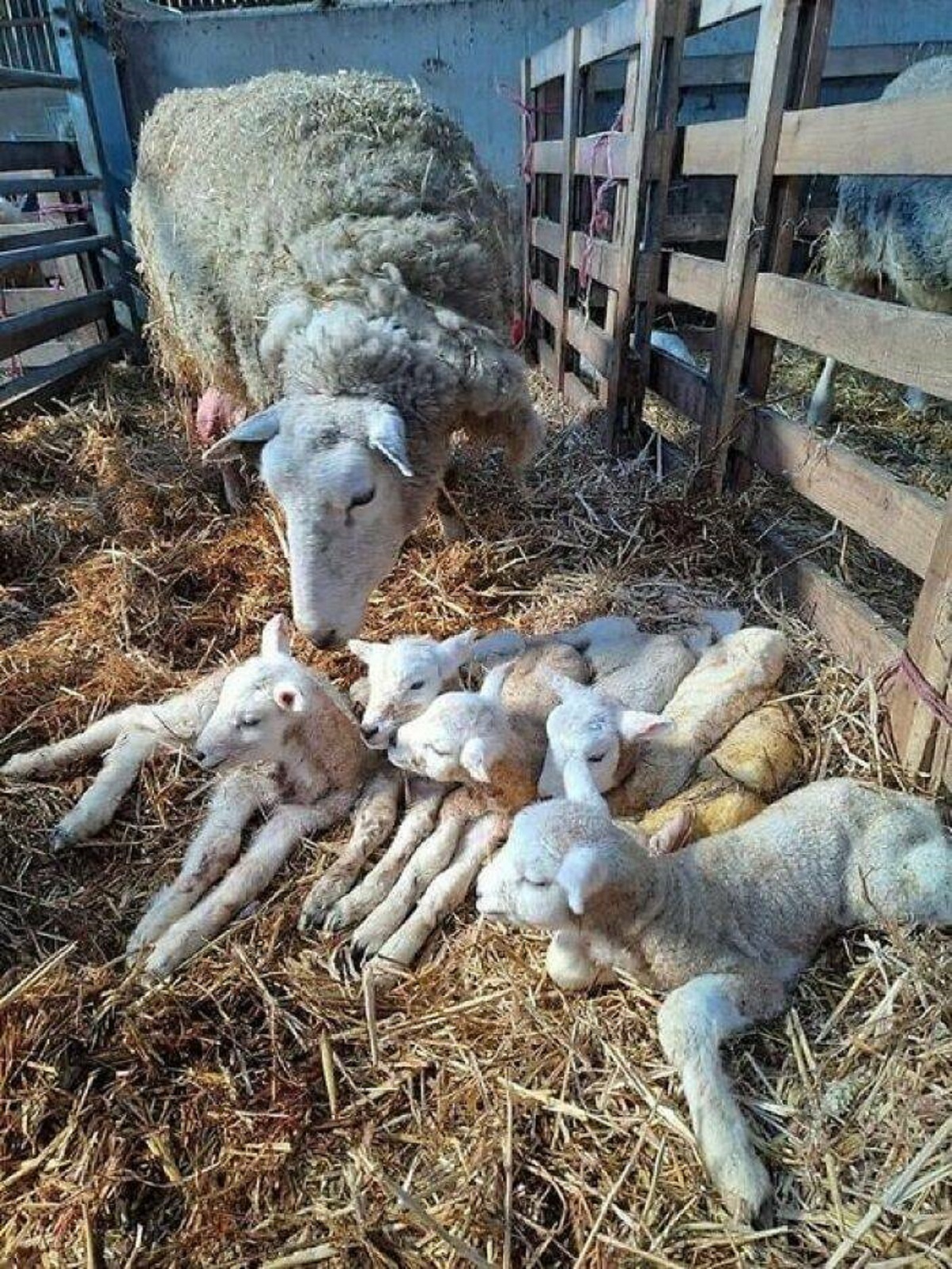 "We Had A Surprise This Morning When We Assisted One Of Our Pure Lleyn Ewes Give Birth - We Were Expecting 5 Lambs (Not Overly Uncommon For Our Flock) But She Was Actually Carrying 7, A Septuplet! A First For Us Anyway!"