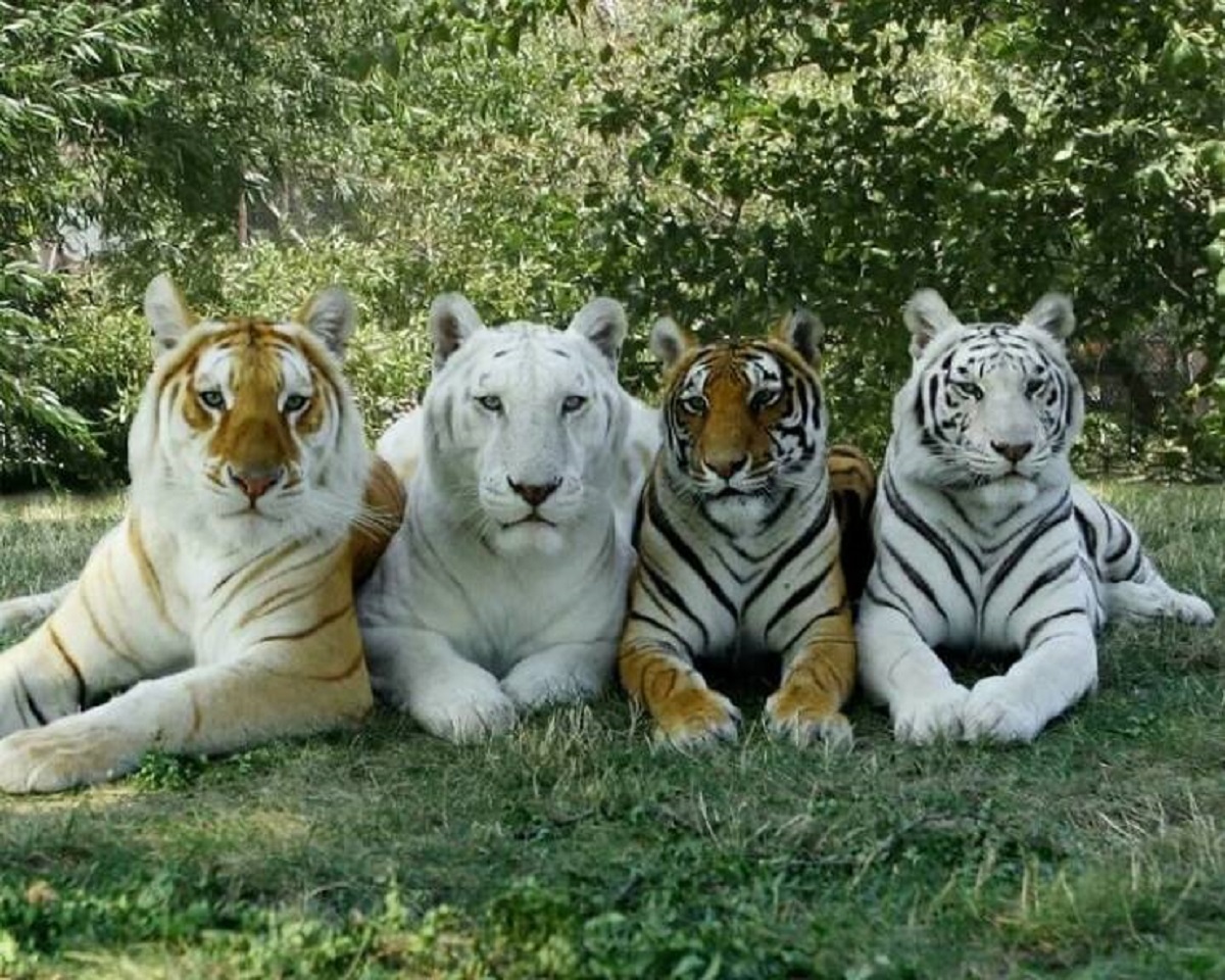 "4 Types Of Tigers In The Same Photo: Golden Tiger, Snow White Tiger, Bengal Tiger And White Tiger"