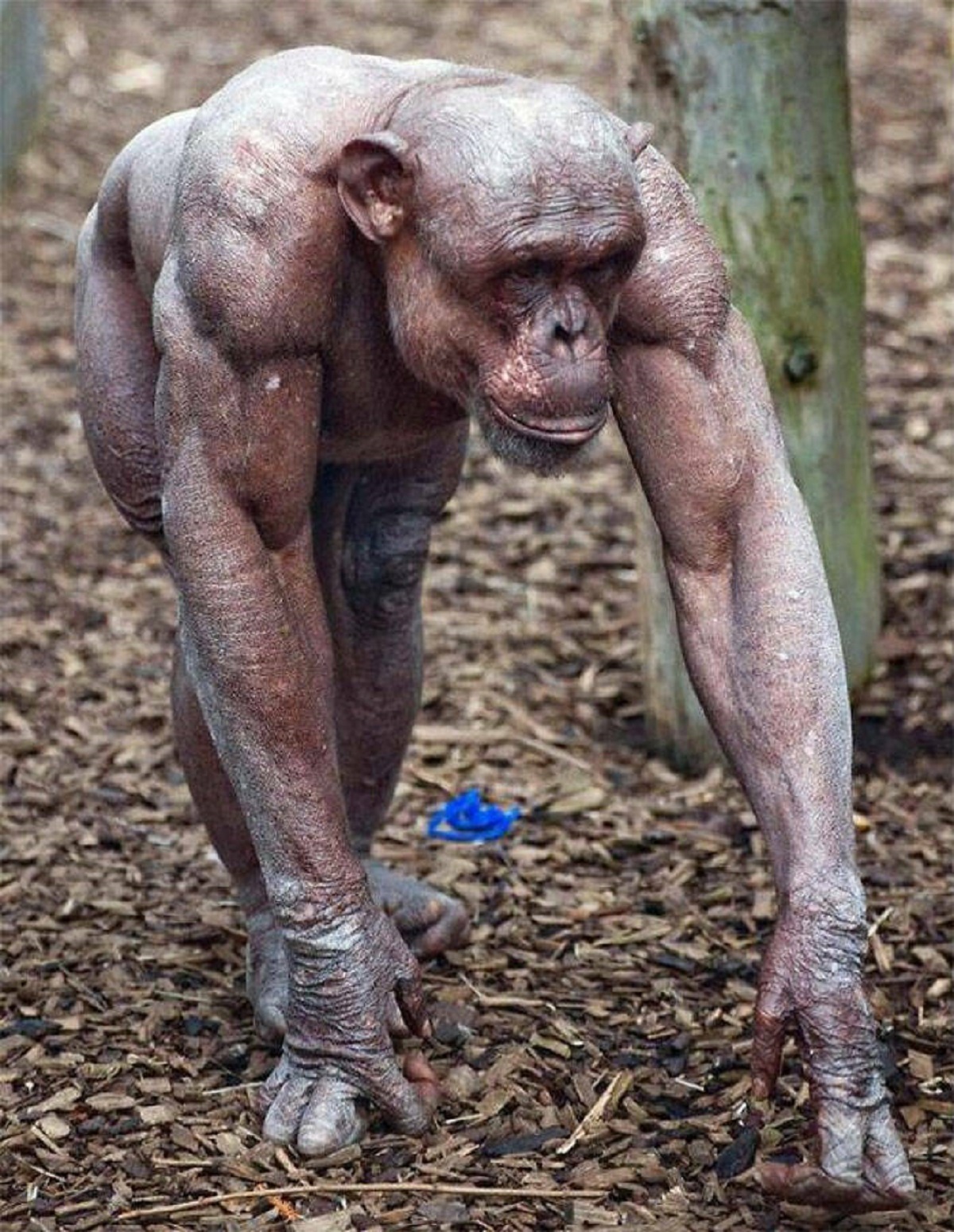 "A Chimpanzee Who Suffers From Alopecia Shows How Muscular These Primates Actually Are Underneath Their Usual Coat Of Hair"