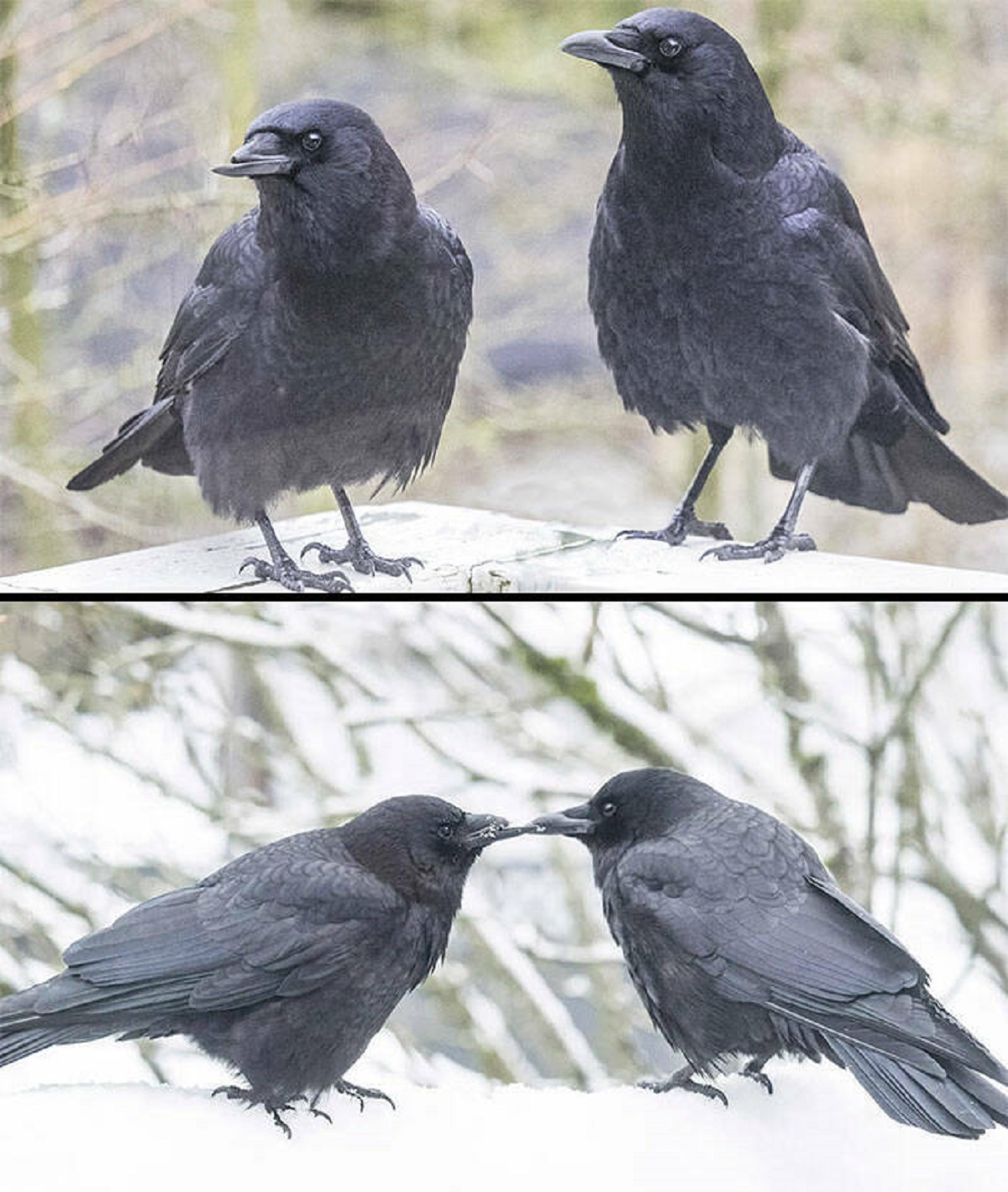 "This Crow Broke Her Beak 8 Years Ago In A Collision With A Car. He Has Patiently Fed Her And Loved Her Since. They Have Babies Every Year And She Is An Affectionate Mother, And The Entire Flock Protect Her. Living Proof That Compassion Is Not Limited To Humans"