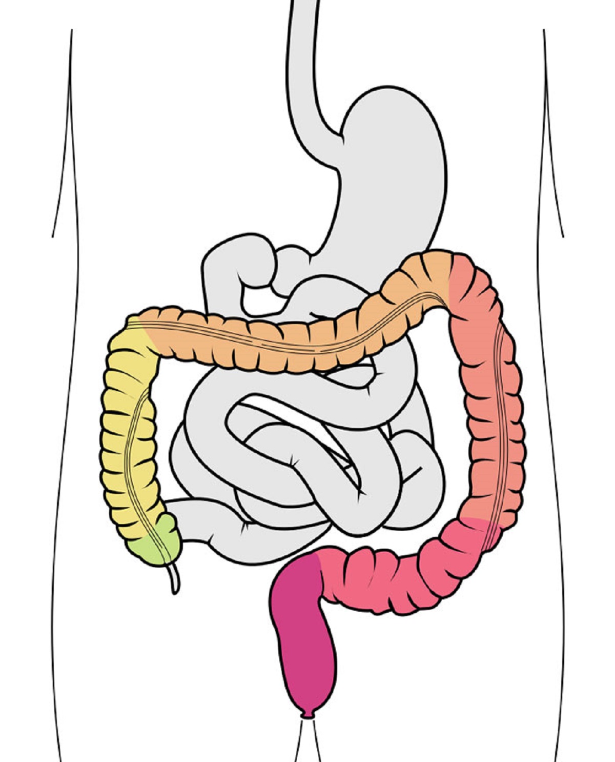 Your intestines "know" what shape they're supposed to be in, and can move themselves, which means gut surgeons can just stuff them back into you when they're done and they'll sort themselves out.
