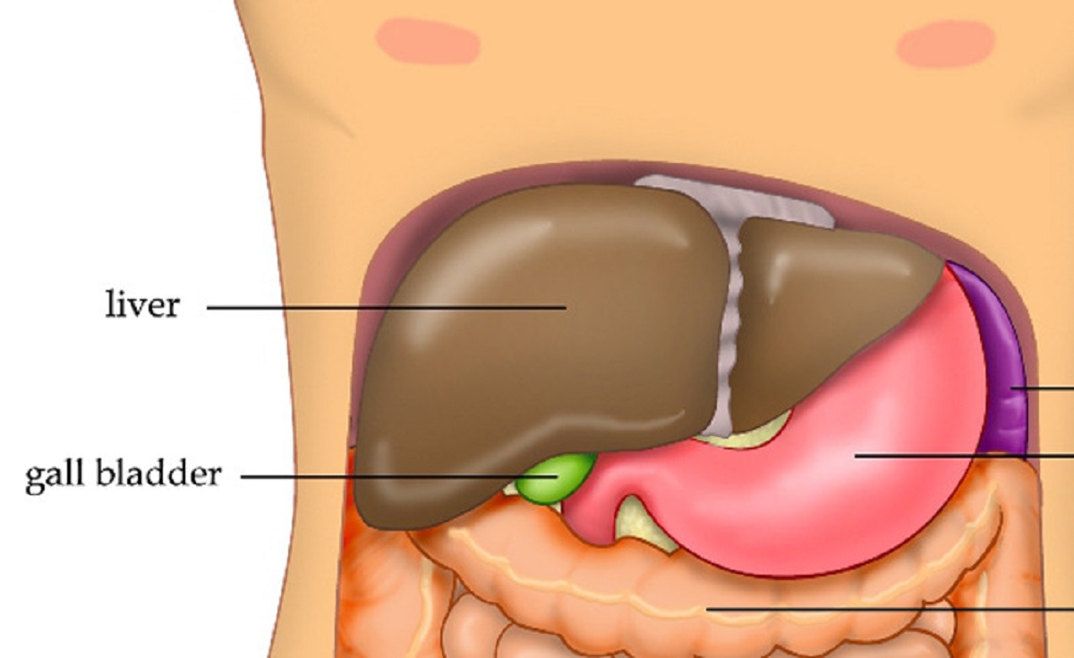 The liver can grow parts of itself back.