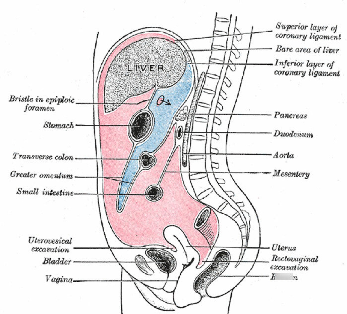 The intestines are covered by a double "fleece" of peritoneum. See it like a blanket.

When your intestines get damaged for whatever reason, this blanket starts moving out of itself and crawling upwards towards the place which has the injury. It will stay there until the injury is recovered. And then move on again.

Maybe not the most creepy fact, but definitely interesting in my opinion.