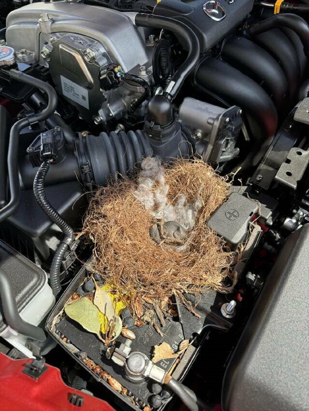 "Went to top off my wiper fluid and found this"