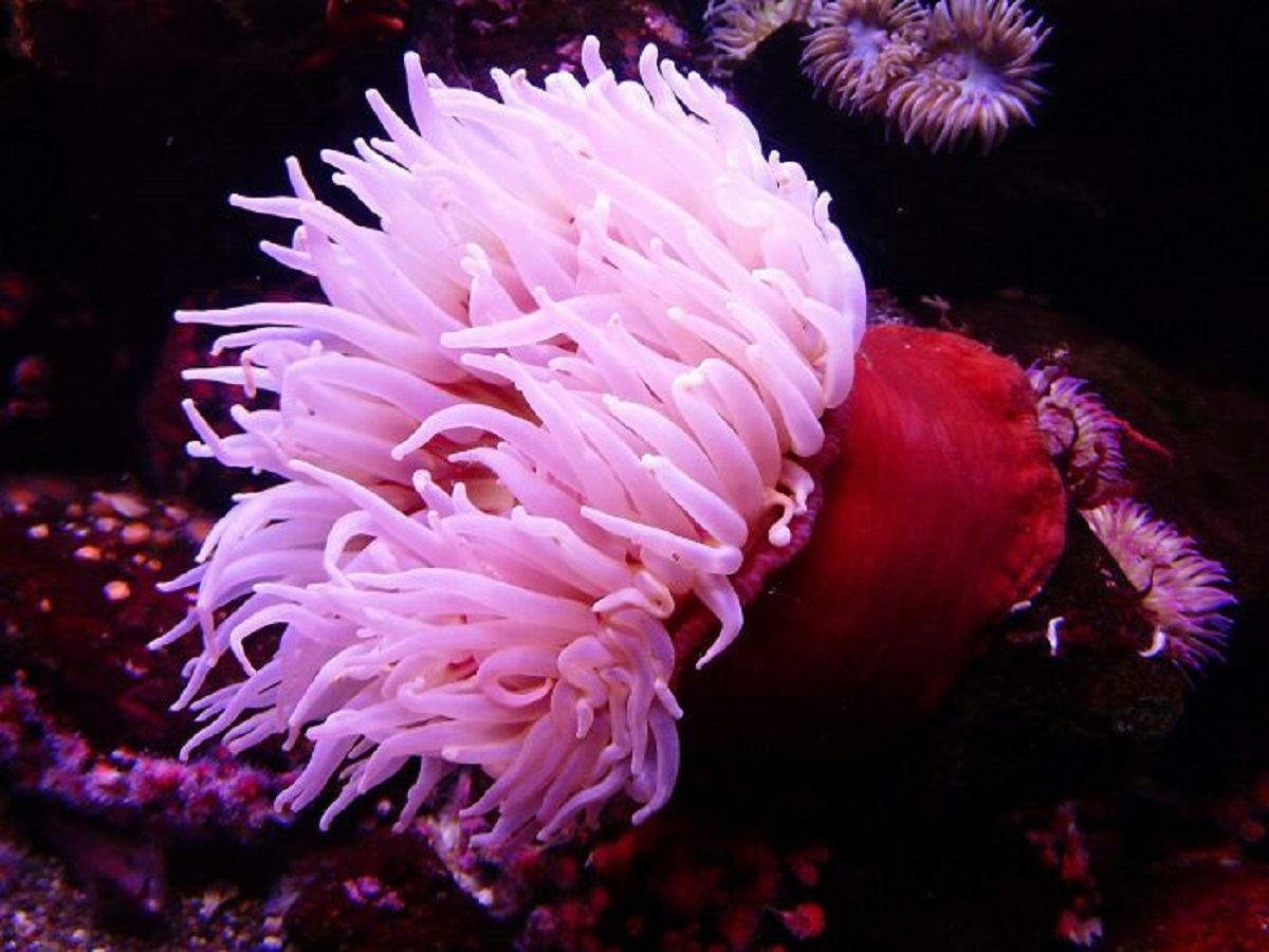 Claimed that the slowest animal is probably an enema. I misspoke and meant to say anemone. I'll never forget the looks of confusion from my coworkers.