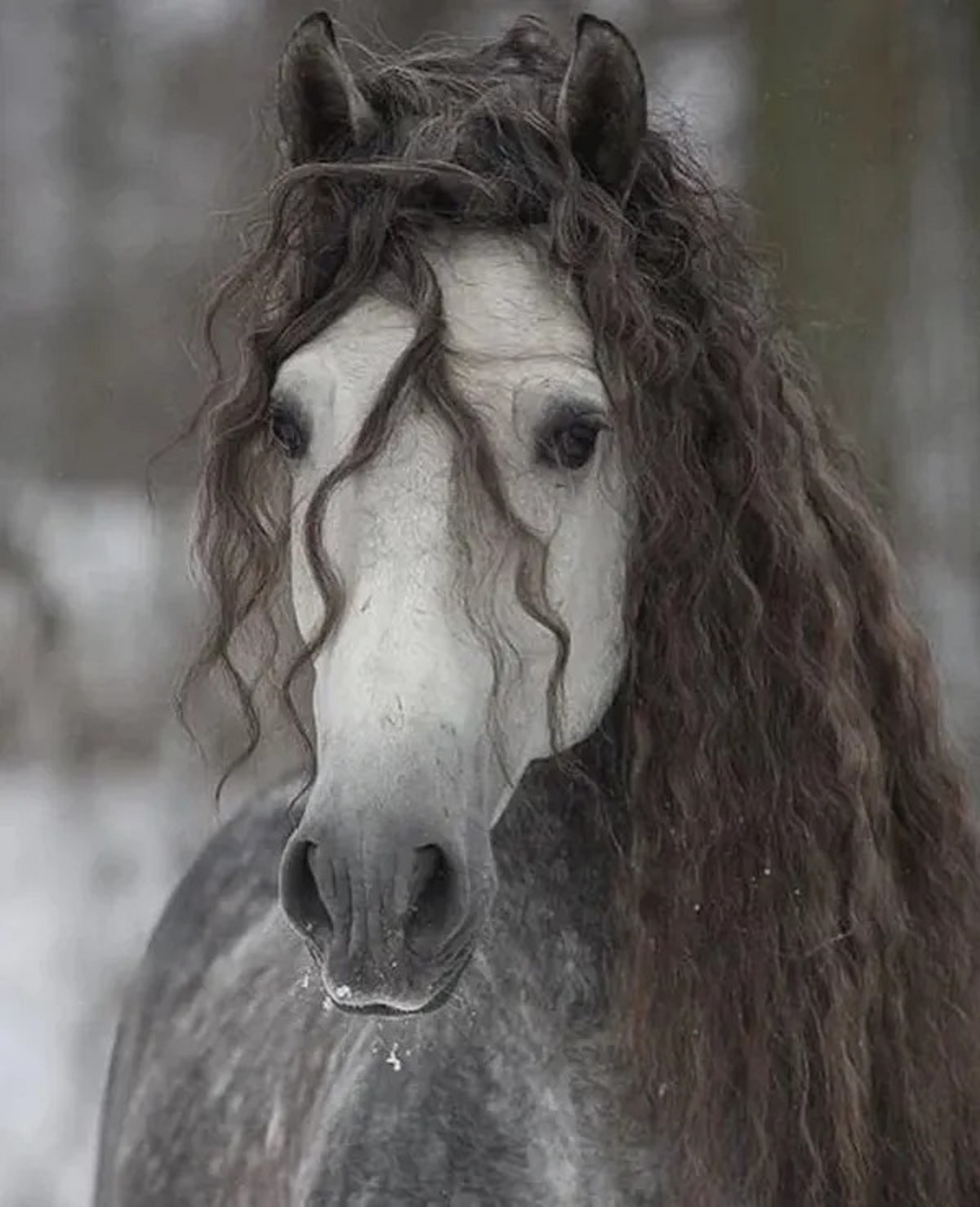 The beauty of Andalusian horses.