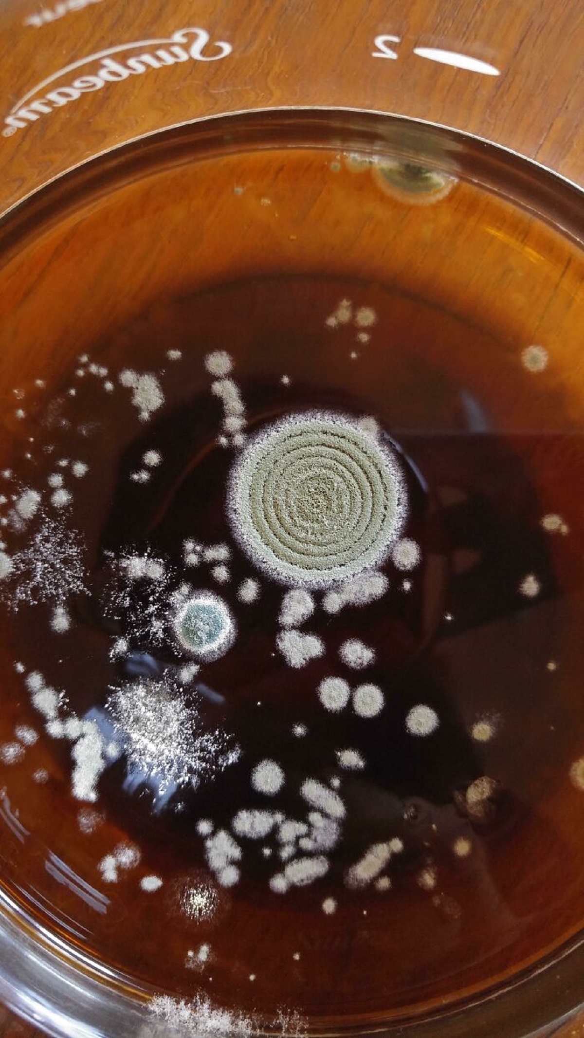 The Way Mold Formed In My Coffee Pot