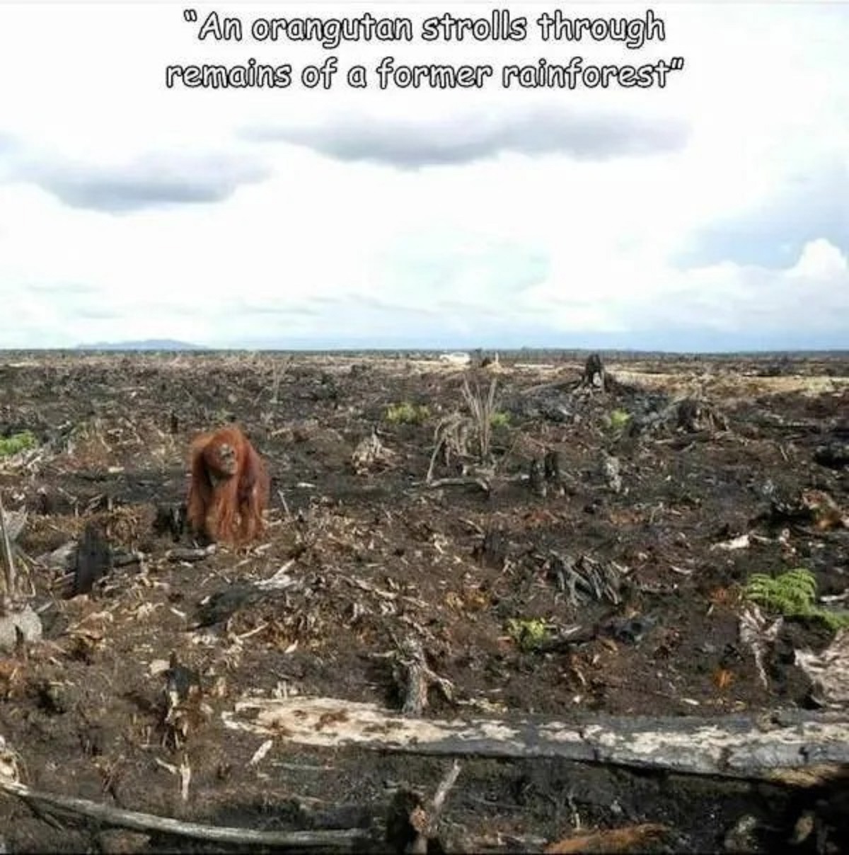 orangutan deforestation - "An orangutan strolls through remains of a former rainforest"