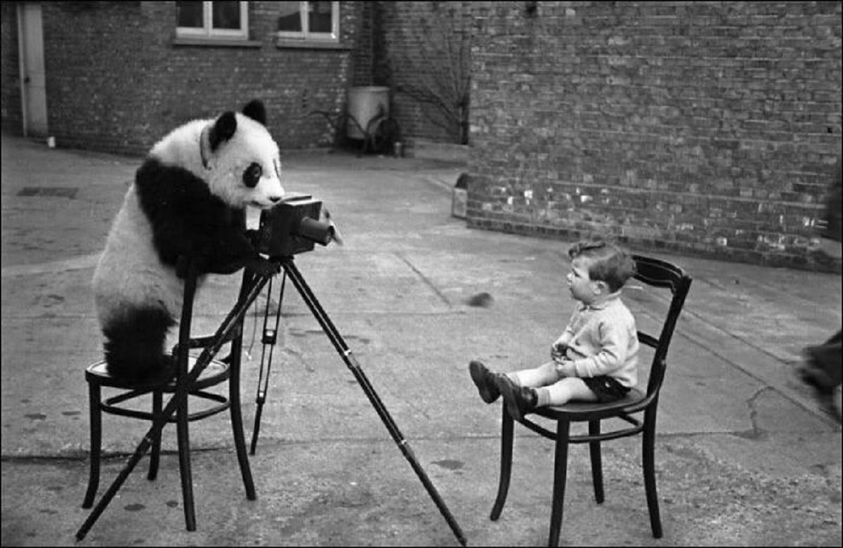 Ming The Panda Photographing Bert Hardy’s Son, Mike, At London Zoo, December 1938