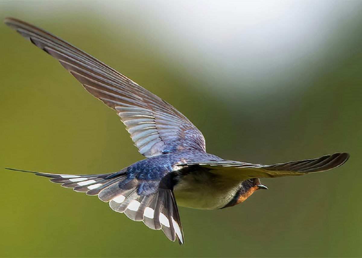 The airspeed velocity of an unladen swallow (European) is roughly 11m/s or 24 mph.
