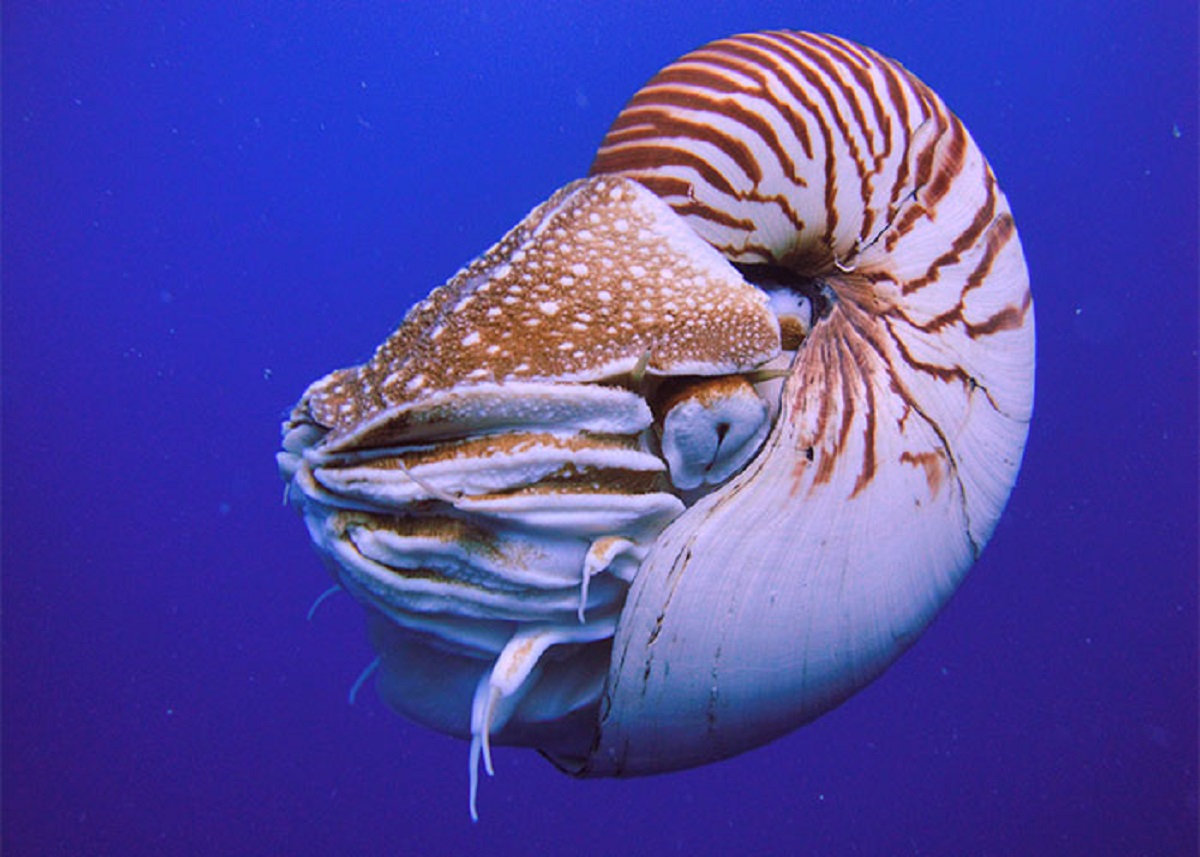 The nautilus has remained essentially unchanged for 400 million years. They just evolved to their current form and stayed that way. The first dinosaurs didn't even appear until 230 million years ago.

If it ain't broke don't fix it.
