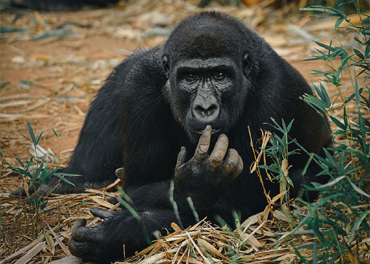 Gorillas, along with other primates, can learn sign language to the point where even if they do not know a specific word for a specific object they can use their previous vocabulary to describe the word accurately.

Like for example, Koko the gorilla never learned the word for "ring", so one day she pointed at a ring and signed the words; "finger-bracelet".