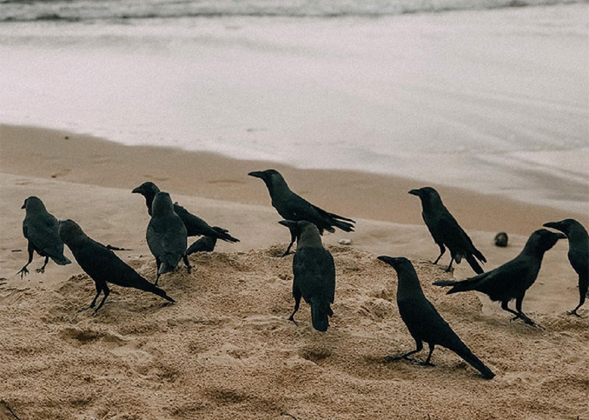 Crows will see how you look like and how you act and tell other crows about you.