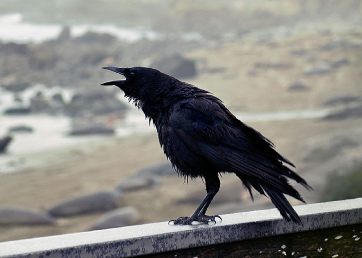 Ravens can mimic sounds and speech like parrots can.