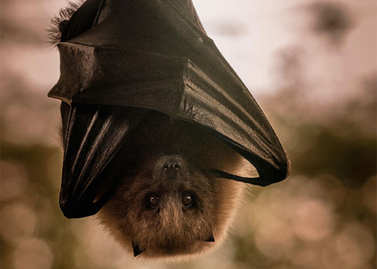 A bat's immune system is so strong it could withstand viruses that could be highly damaging to other species.